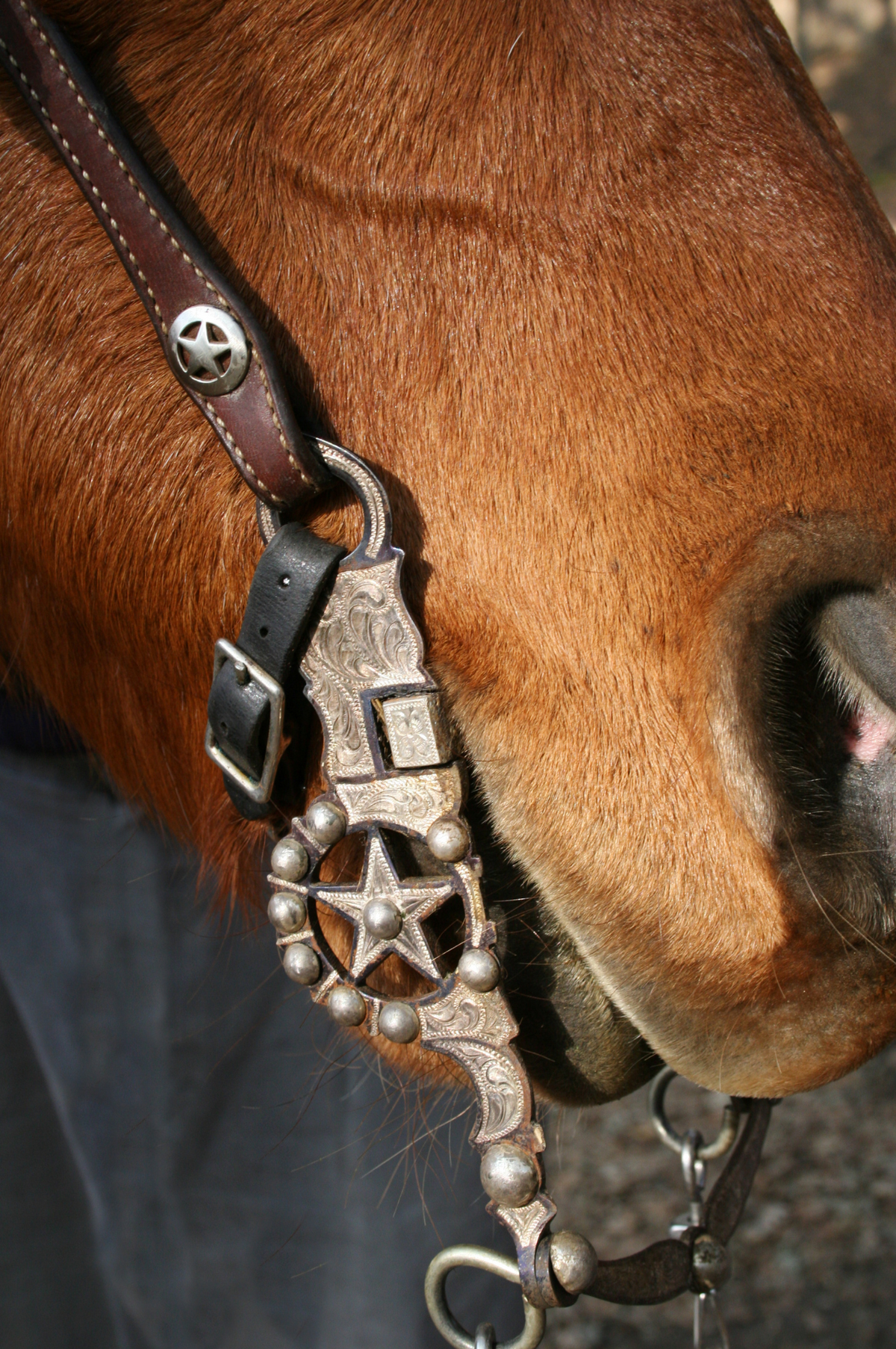 Headstalls and Bits